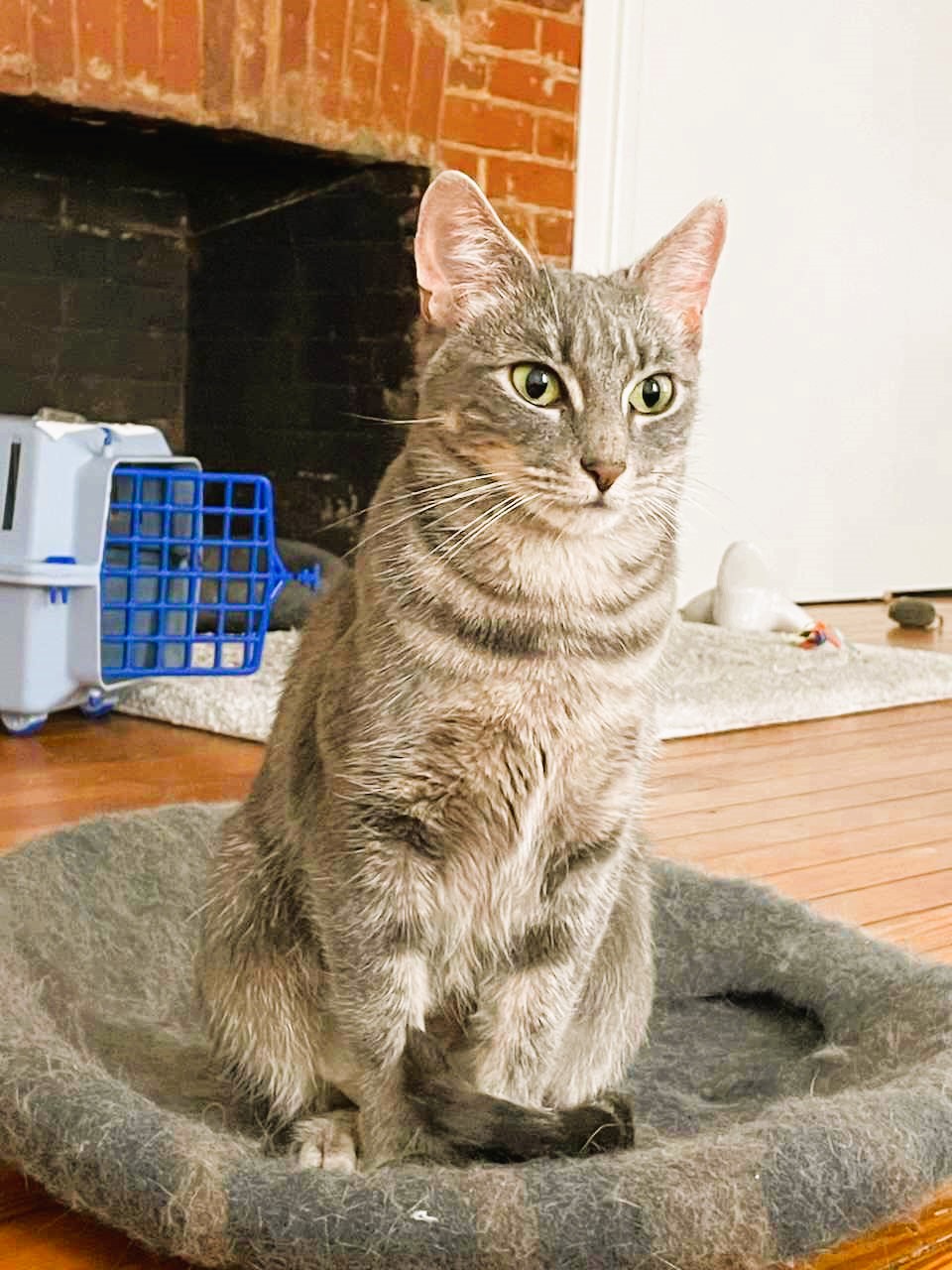 Enlarge Mia, a Adopted Domestic Short Hair in Piscataway, NJ image 3/5