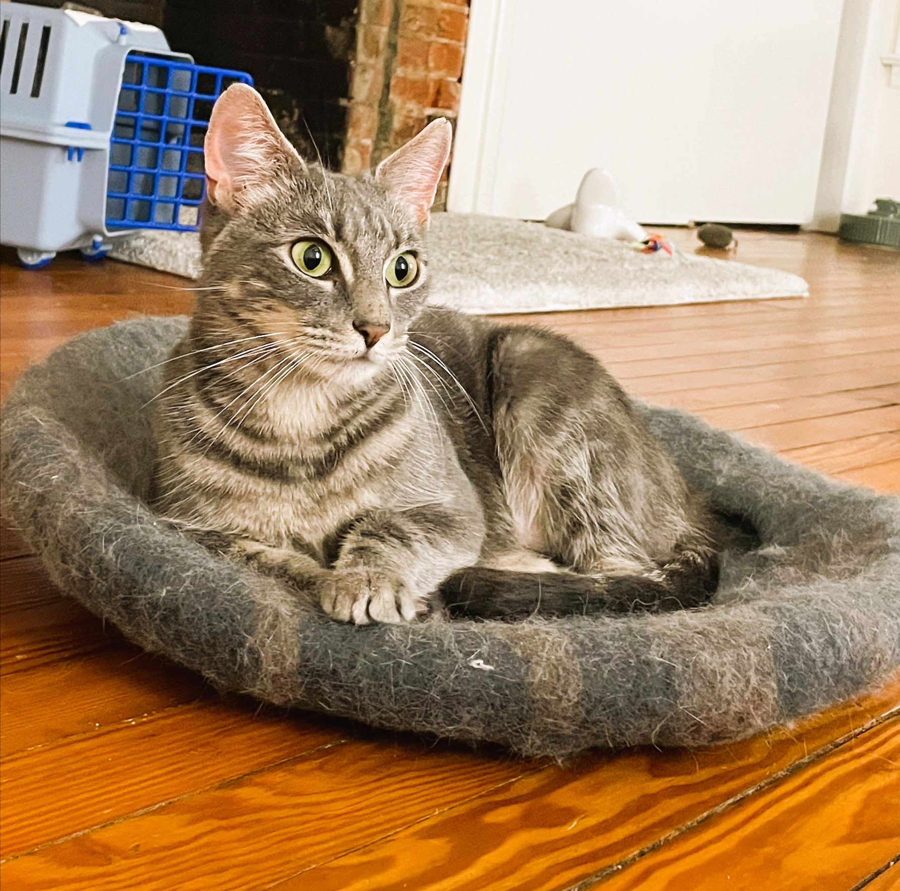 Enlarge Mia, a Adopted Domestic Short Hair in Piscataway, NJ image 4/5