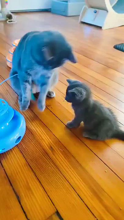 Enlarge Mia, a Adopted Domestic Short Hair in Piscataway, NJ video 2/5