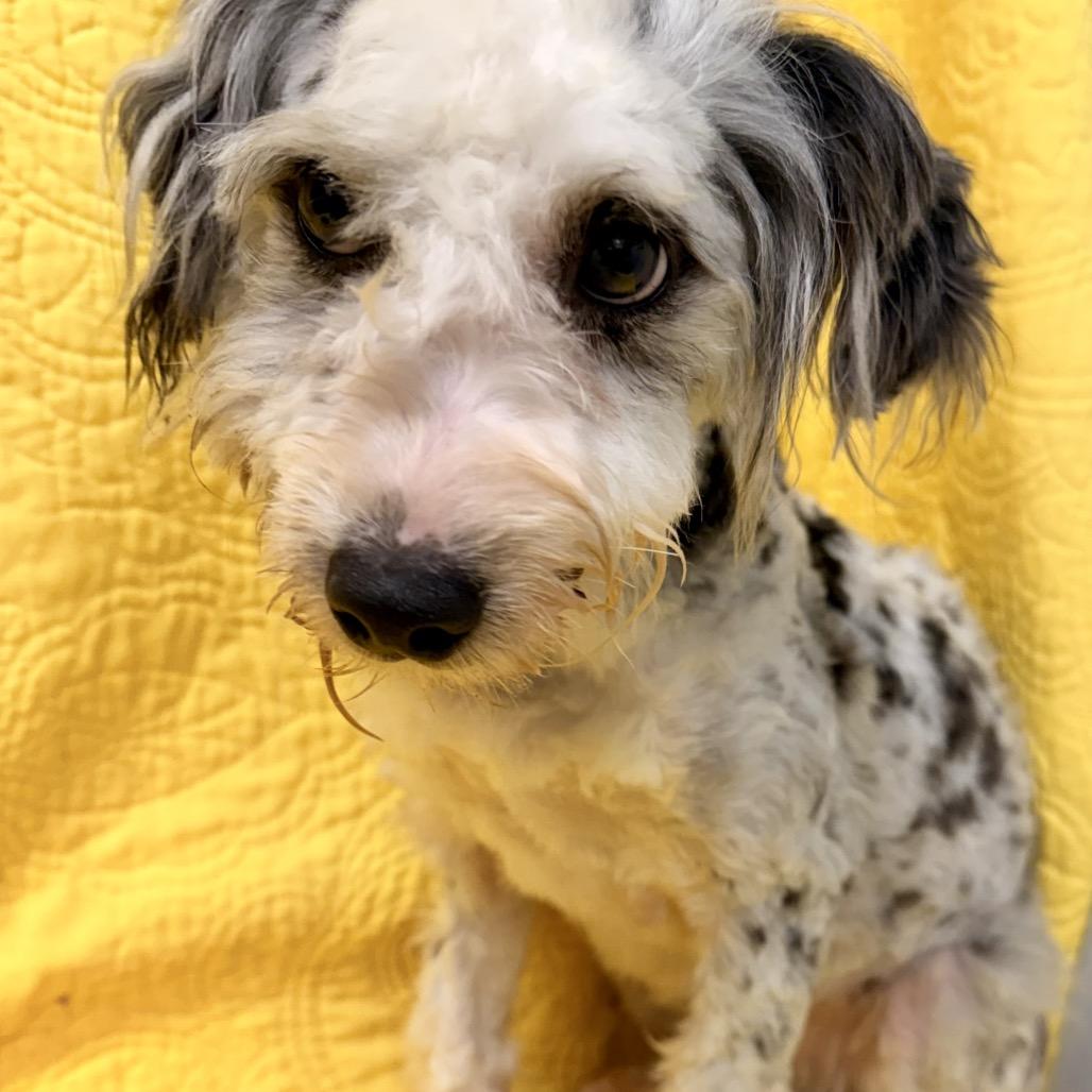 Chloe, Adoptable, Young Female Poodle & Australian Cattle Dog / Blue Heeler.