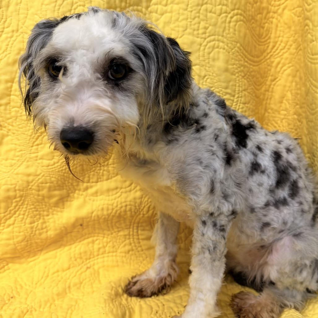 Enlarge Chloe, a Adoptable mixed breed in Kokomo, IN image 2/6