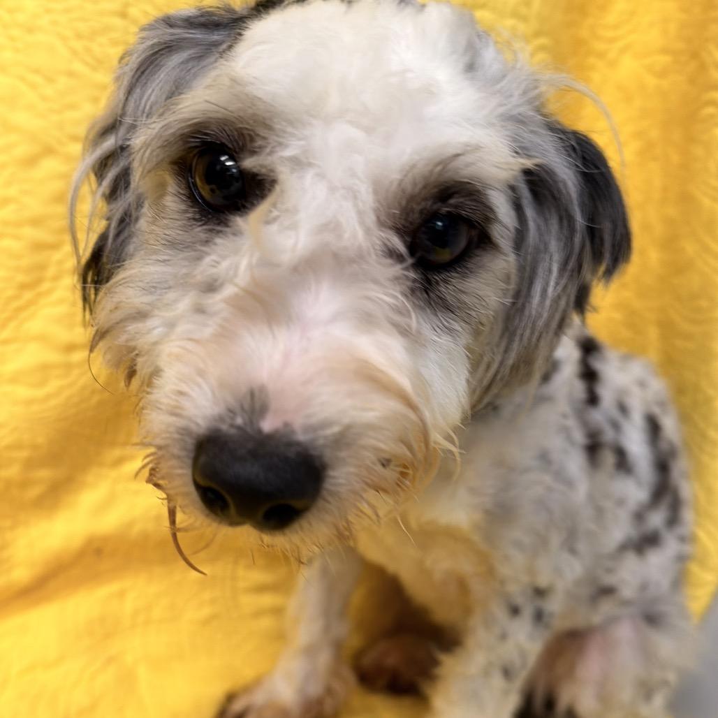 Enlarge Chloe, a Adoptable mixed breed in Kokomo, IN image 3/6