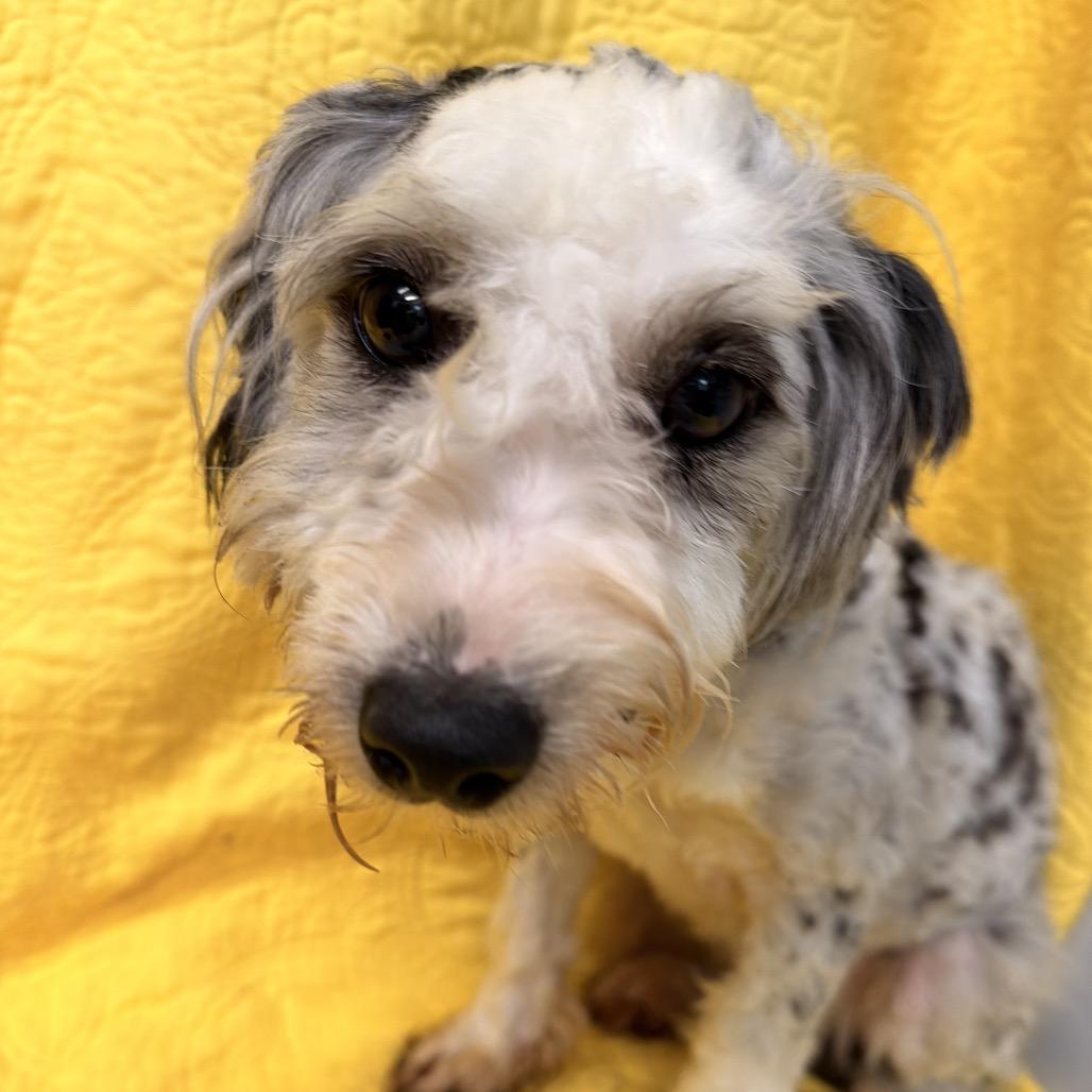 Enlarge Chloe, a Adoptable mixed breed in Kokomo, IN image 4/6