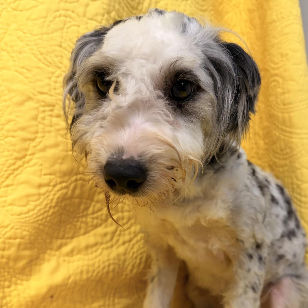 Enlarge Chloe, a Adoptable mixed breed in Kokomo, IN image 5/6