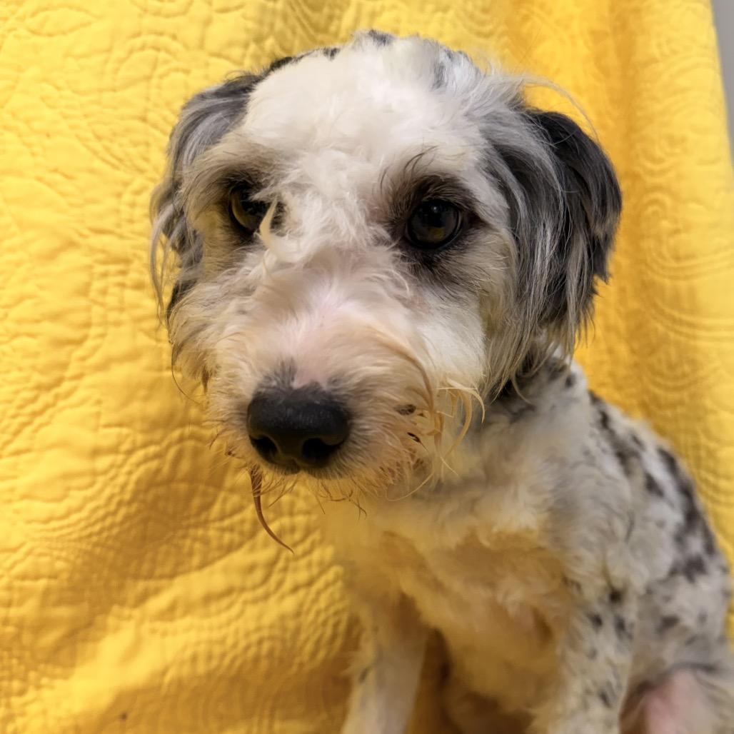 Enlarge Chloe, a Adoptable mixed breed in Kokomo, IN image 6/6