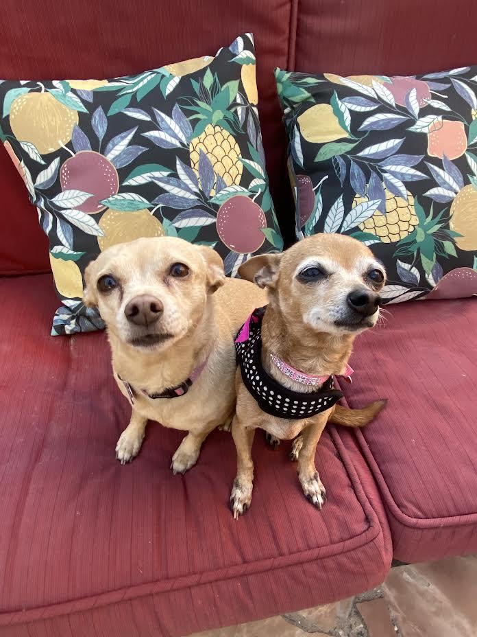 Julie and Rosie  are a Pair, Adult Female unknown