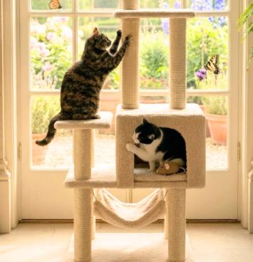Enlarge Torta and Tajin, a Adoptable American Shorthair in Union City, NJ image 3/6