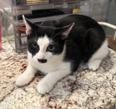 Enlarge Torta and Tajin, a Adoptable American Shorthair in Union City, NJ image 6/6