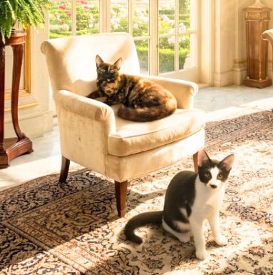 Enlarge Torta and Tajin, a Adoptable American Shorthair in Union City, NJ image 2/6