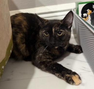 Enlarge Torta and Tajin, a Adoptable American Shorthair in Union City, NJ image 5/6