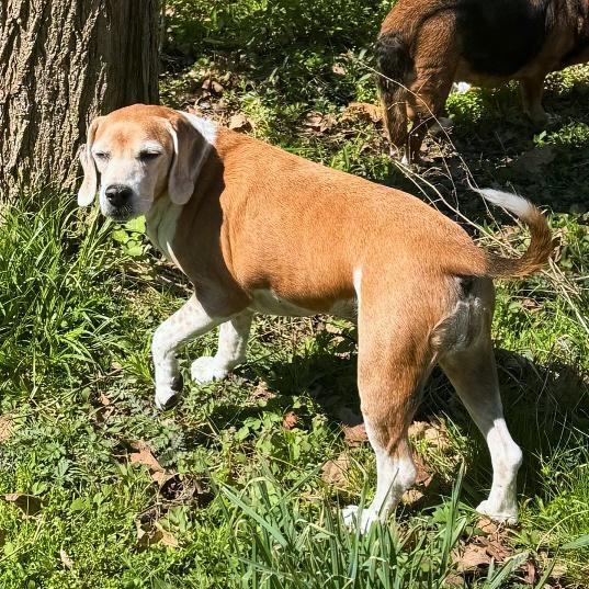 Enlarge Dolly , an adopted Beagle in London, OH image 6/6