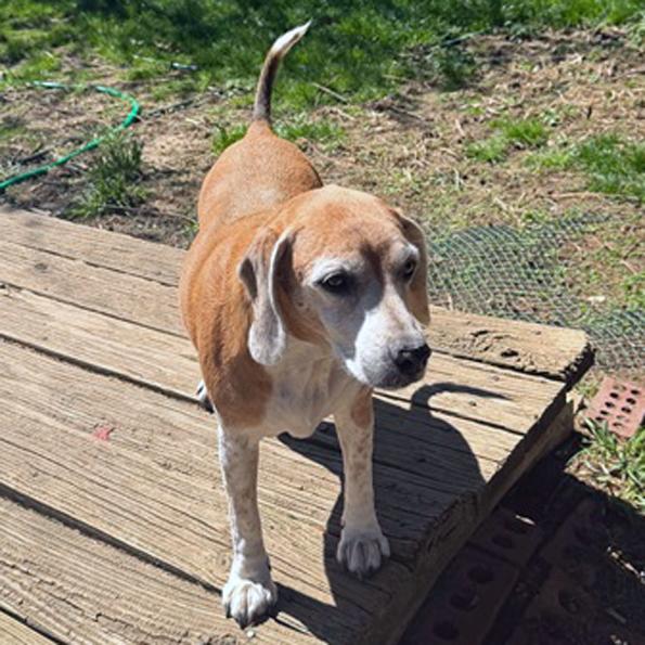 Enlarge Dolly , an adopted Beagle in London, OH image 3/6
