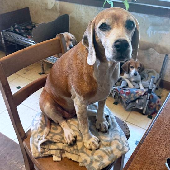 Dolly , adopted, Senior Female Beagle.