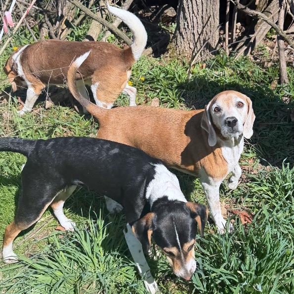 Enlarge Dolly , an adopted Beagle in London, OH image 5/6