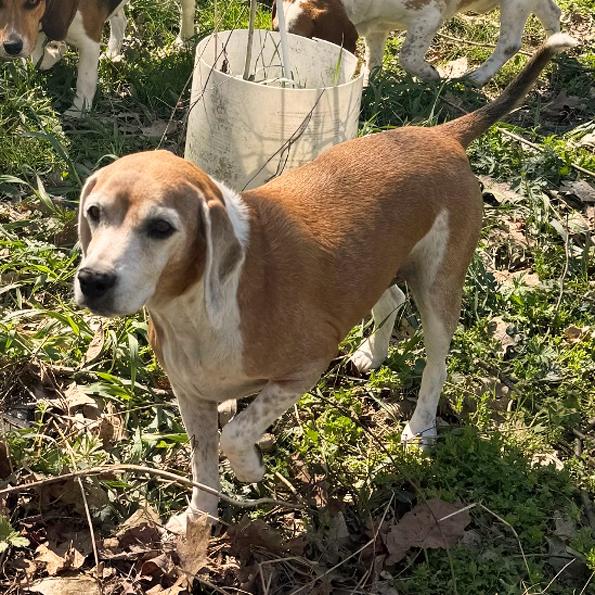 Enlarge Dolly , an adopted Beagle in London, OH image 4/6