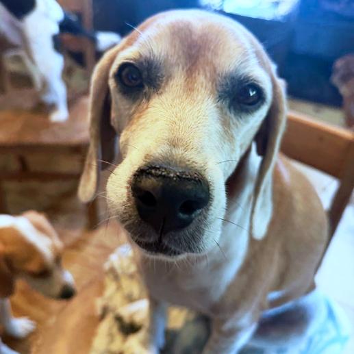 Enlarge Dolly , an adopted Beagle in London, OH image 2/6