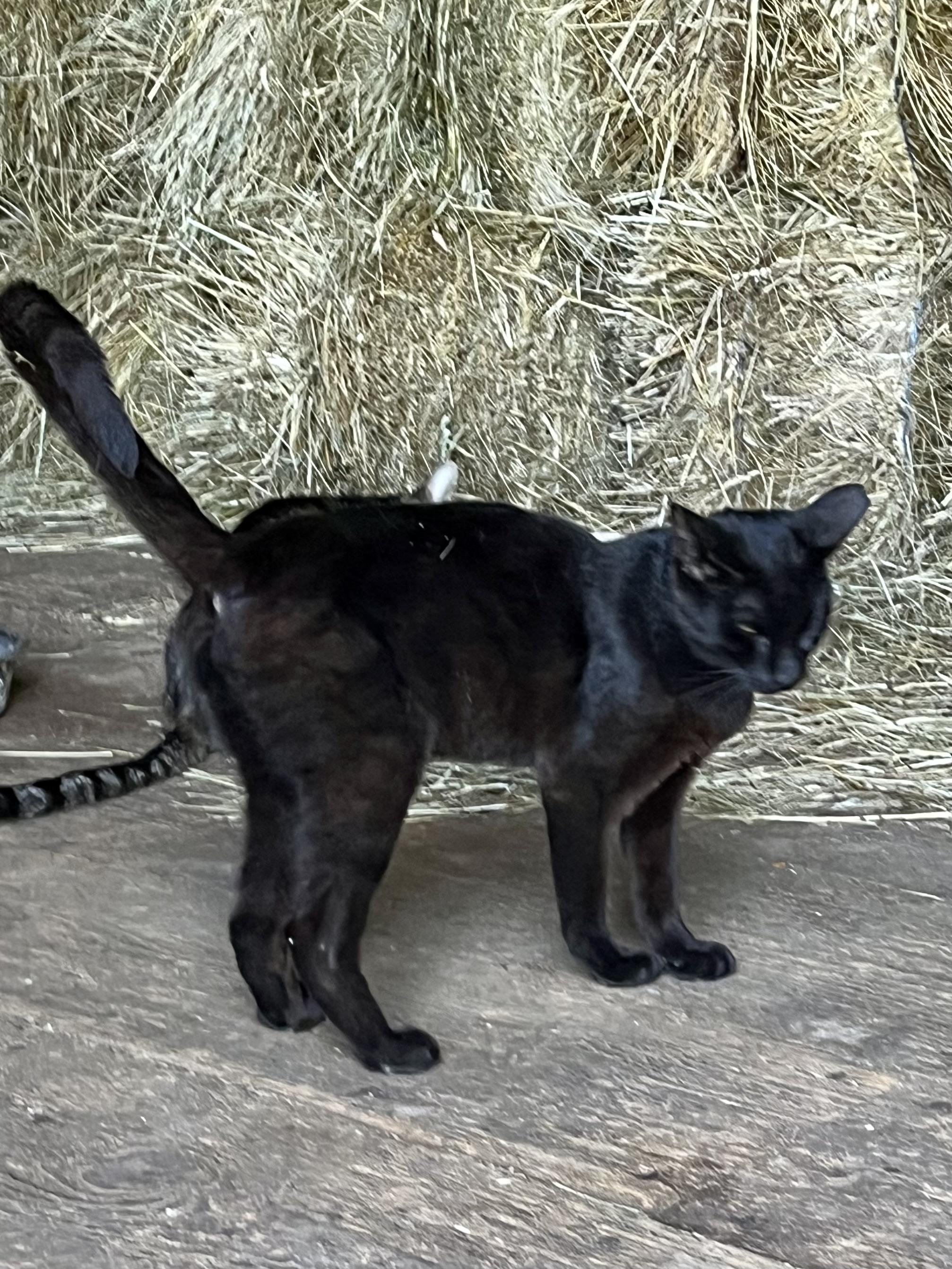 Enlarge Ace, a Adopted Domestic Short Hair in KNOXVILLE, MD image 2/2