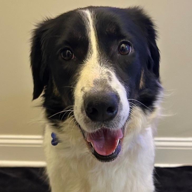 Enlarge Anastasia, a Adoptable Border Collie in Johnson City, TN image 1/4