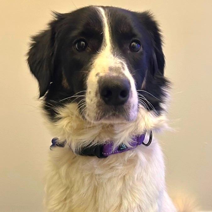 Enlarge Anastasia, a Adoptable Border Collie in Johnson City, TN image 2/4