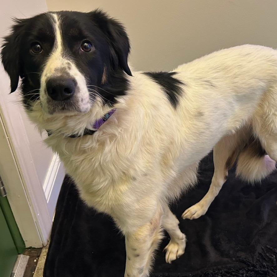 Enlarge Anastasia, a Adoptable Border Collie in Johnson City, TN image 4/4