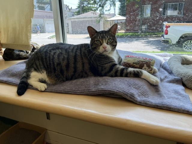 Garlic Knot, Adoptable, Adult Male Domestic Short Hair.