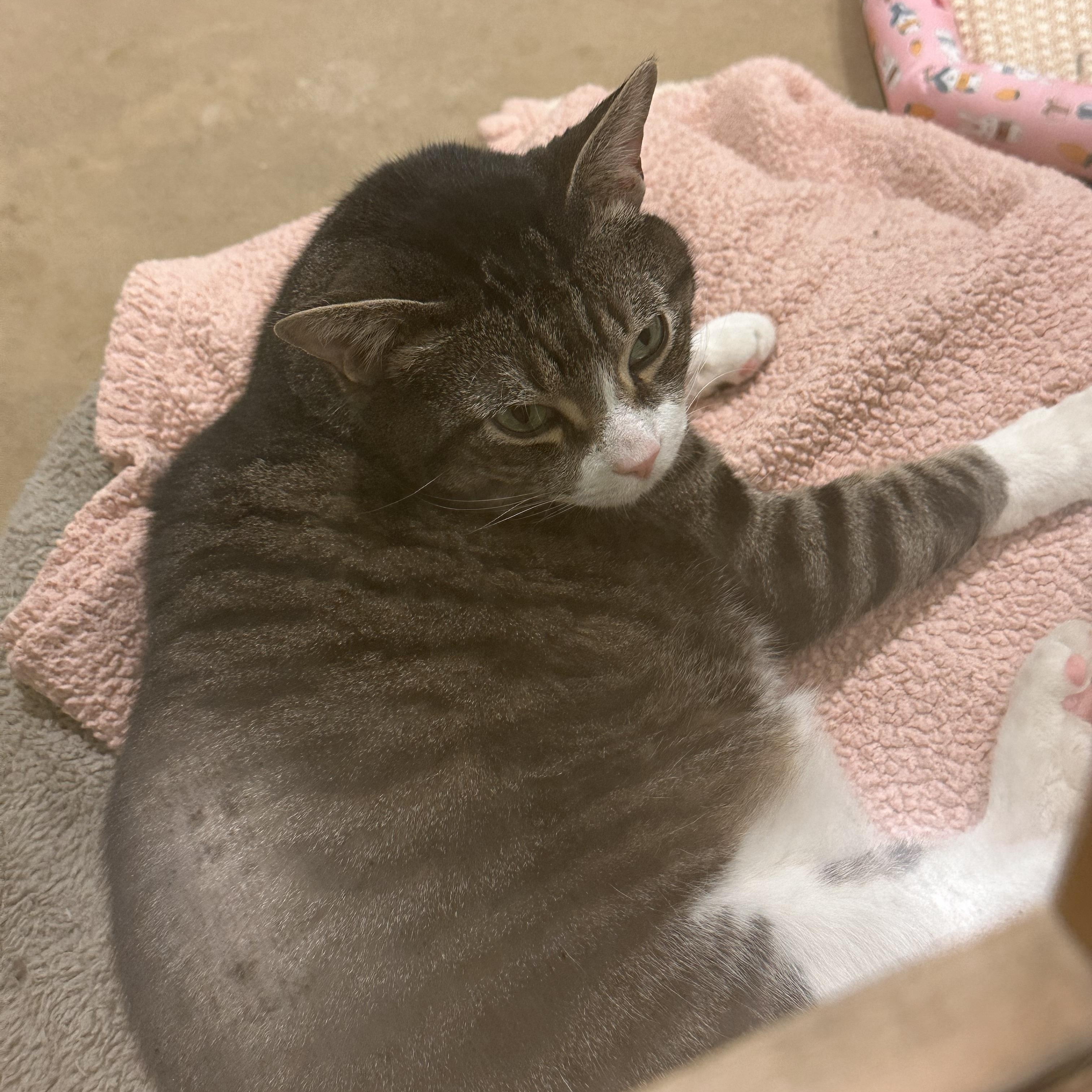 Garlic Knot, a Adoptable Domestic Short Hair in Chicago, IL image 2/2