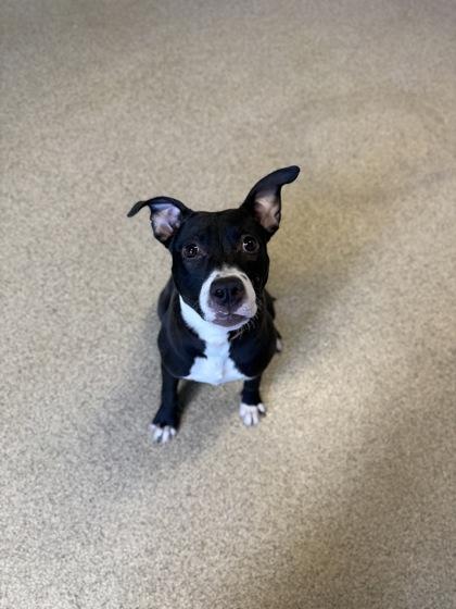 Elsa, Adoptable, Puppy Female Mixed Breed & Mixed Breed.