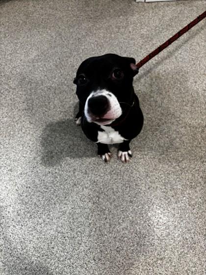 Elsa, Adoptable, Puppy Female Mixed Breed & Mixed Breed.