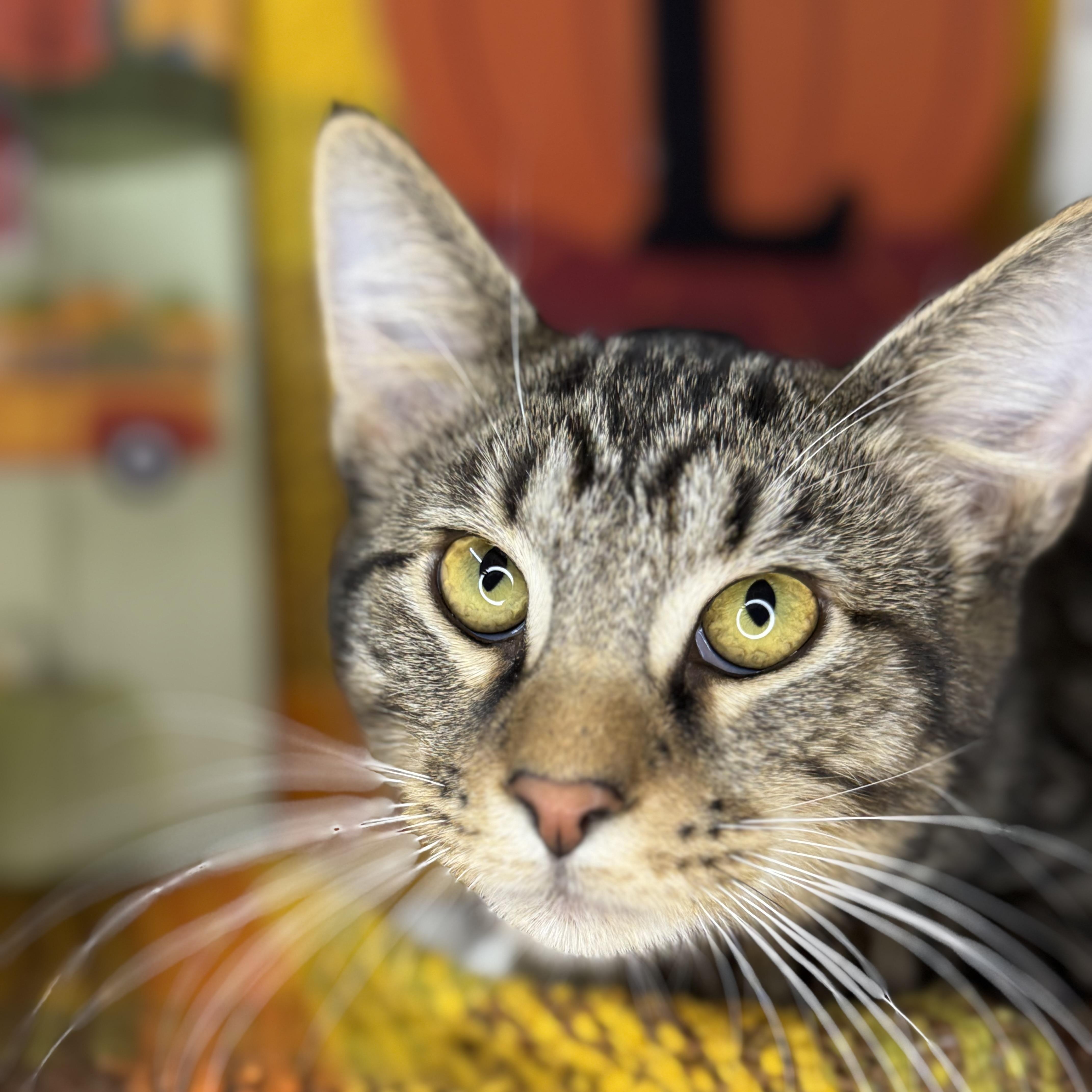 Hickory, Adoptable, Young Male Egyptian Mau & Tabby.