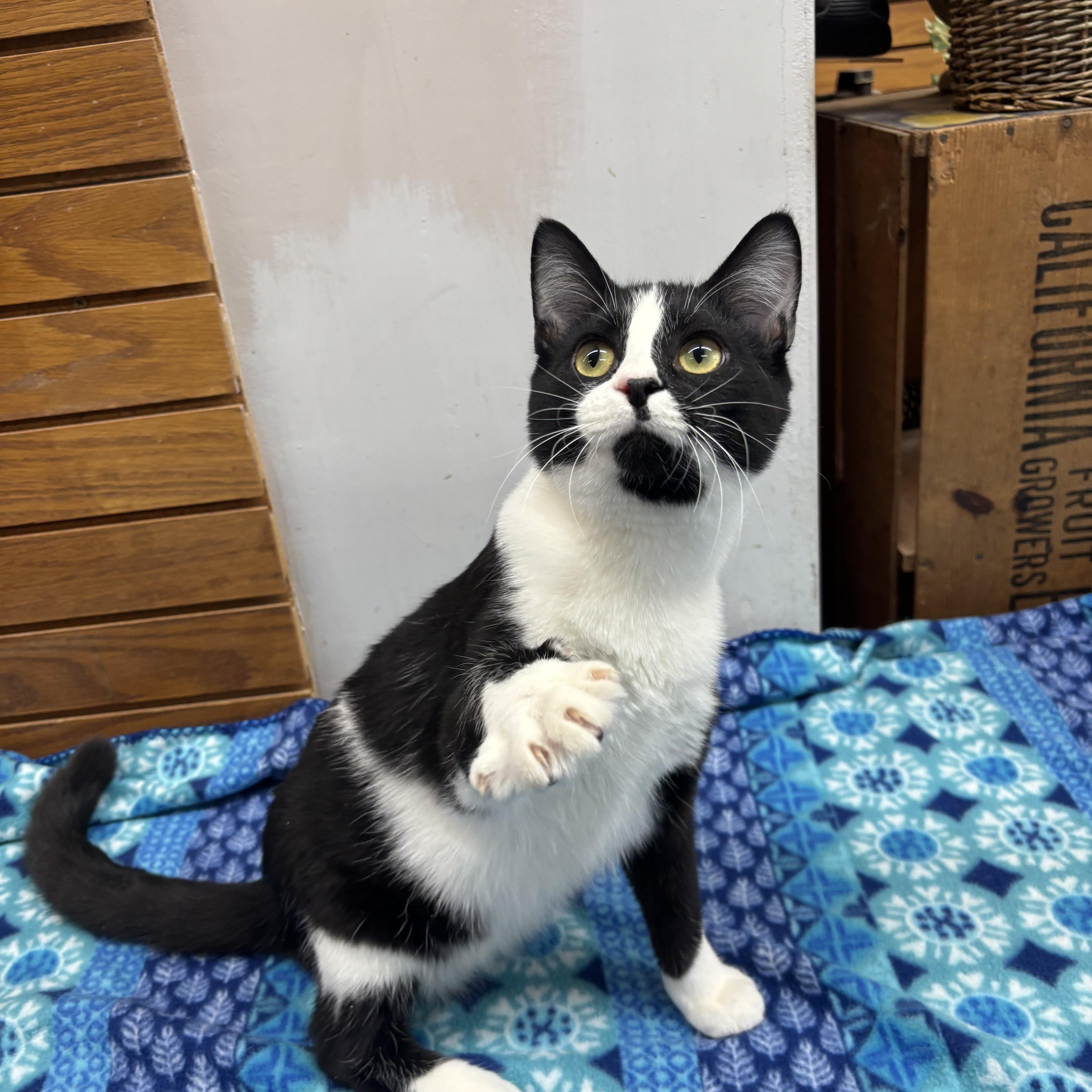 Pugsley, a Adoptable Domestic Short Hair in Coldwater, MI image 2/5