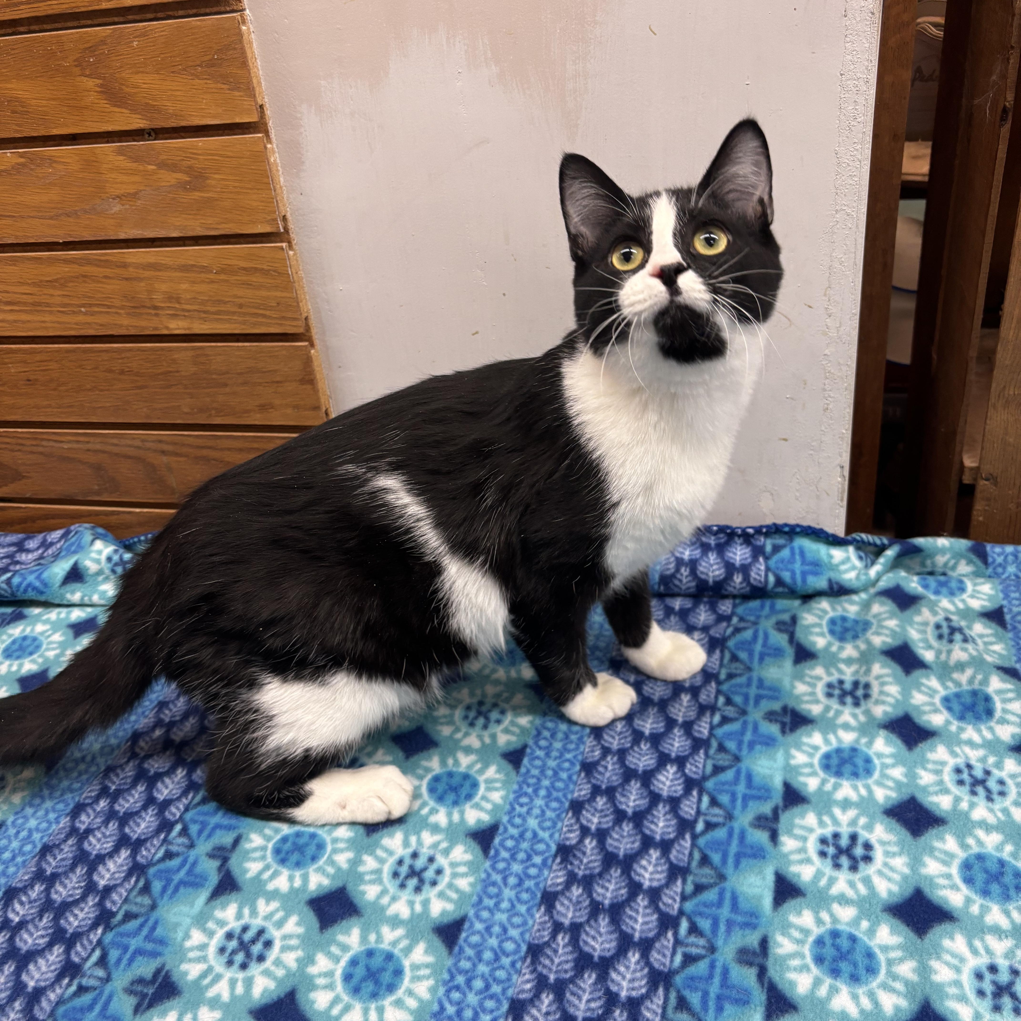 Pugsley, a Adoptable Domestic Short Hair in Coldwater, MI image 3/5