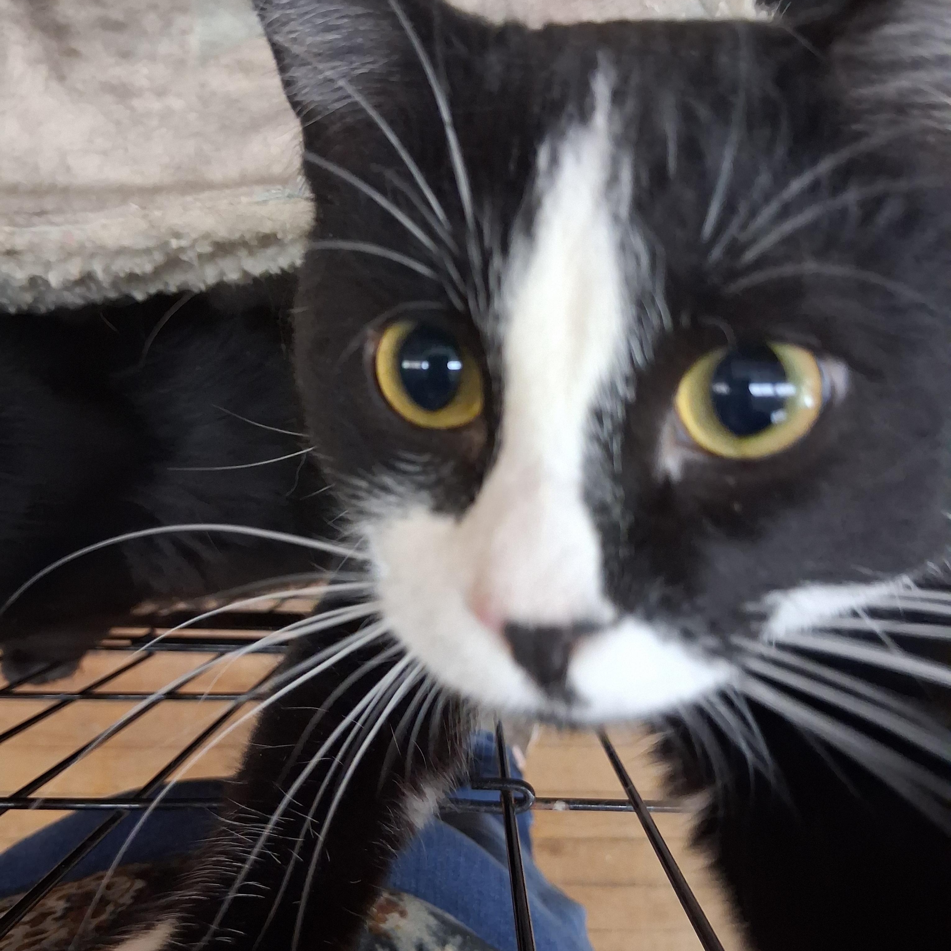 Pugsley, a Adoptable Domestic Short Hair in Coldwater, MI image 5/5