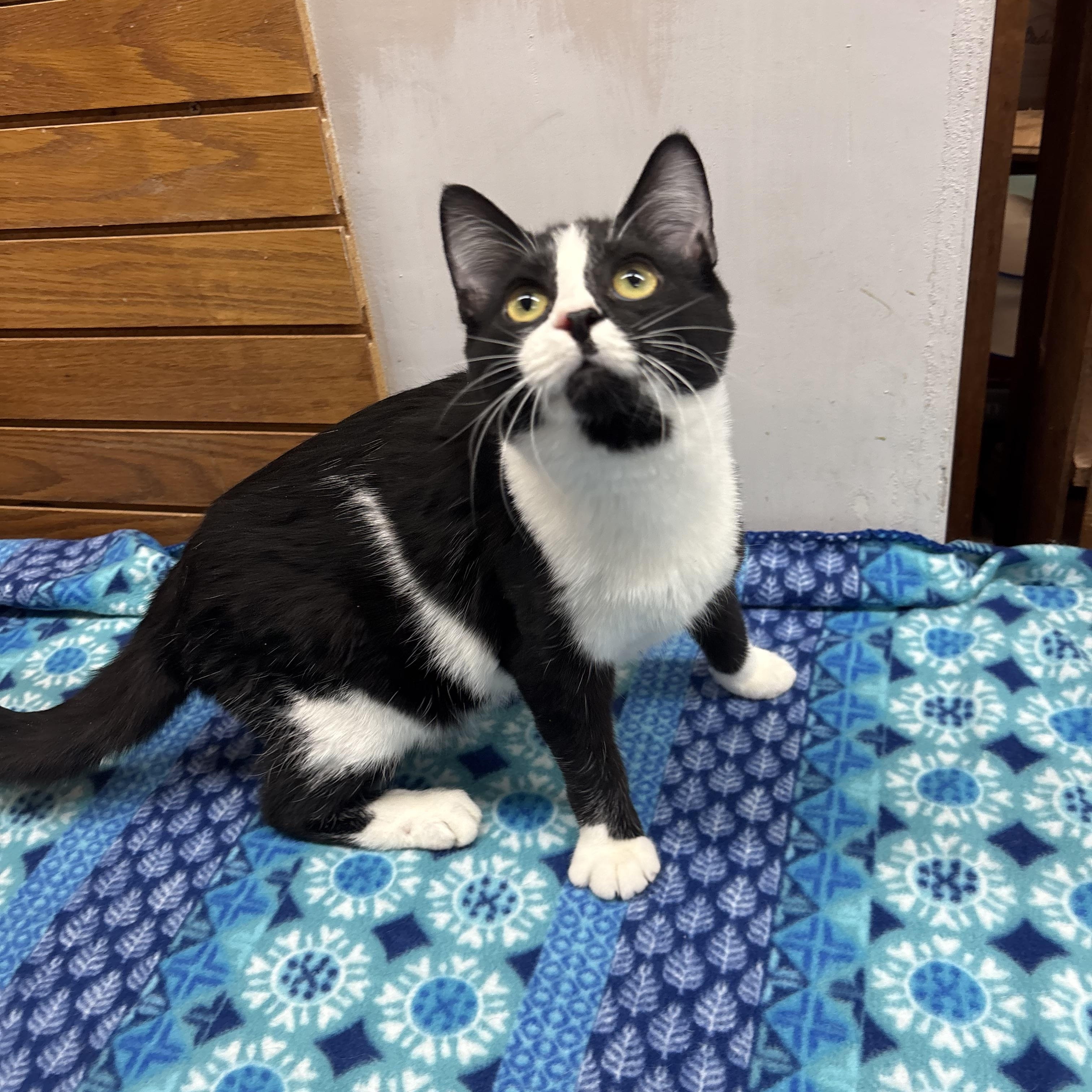 Pugsley, a Adoptable Domestic Short Hair in Coldwater, MI image 4/5