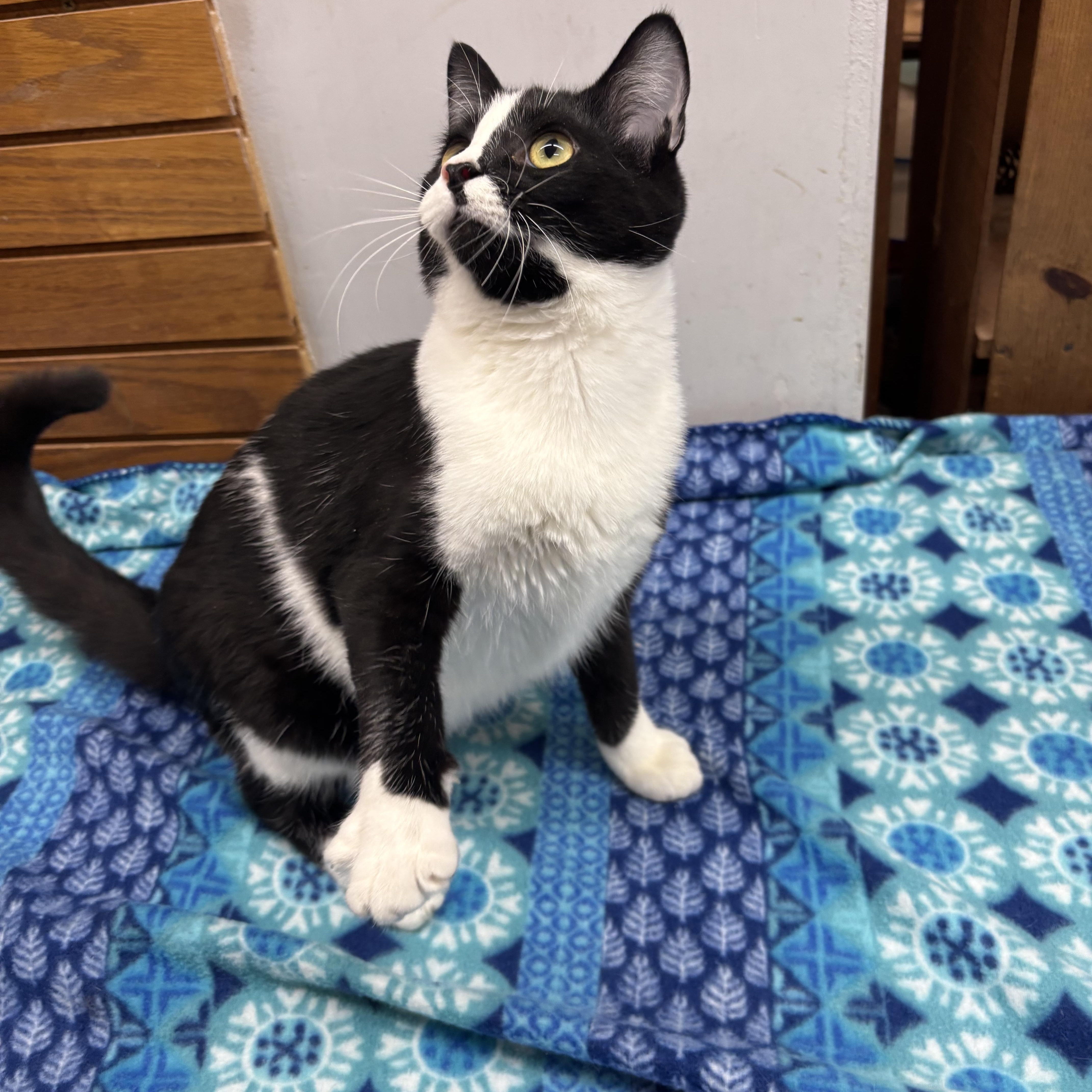 Pugsley, a Adoptable Domestic Short Hair in Coldwater, MI image 1/5
