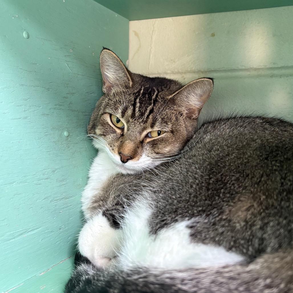 Edna 27144, Adoptable, Adult Female Domestic Short Hair.