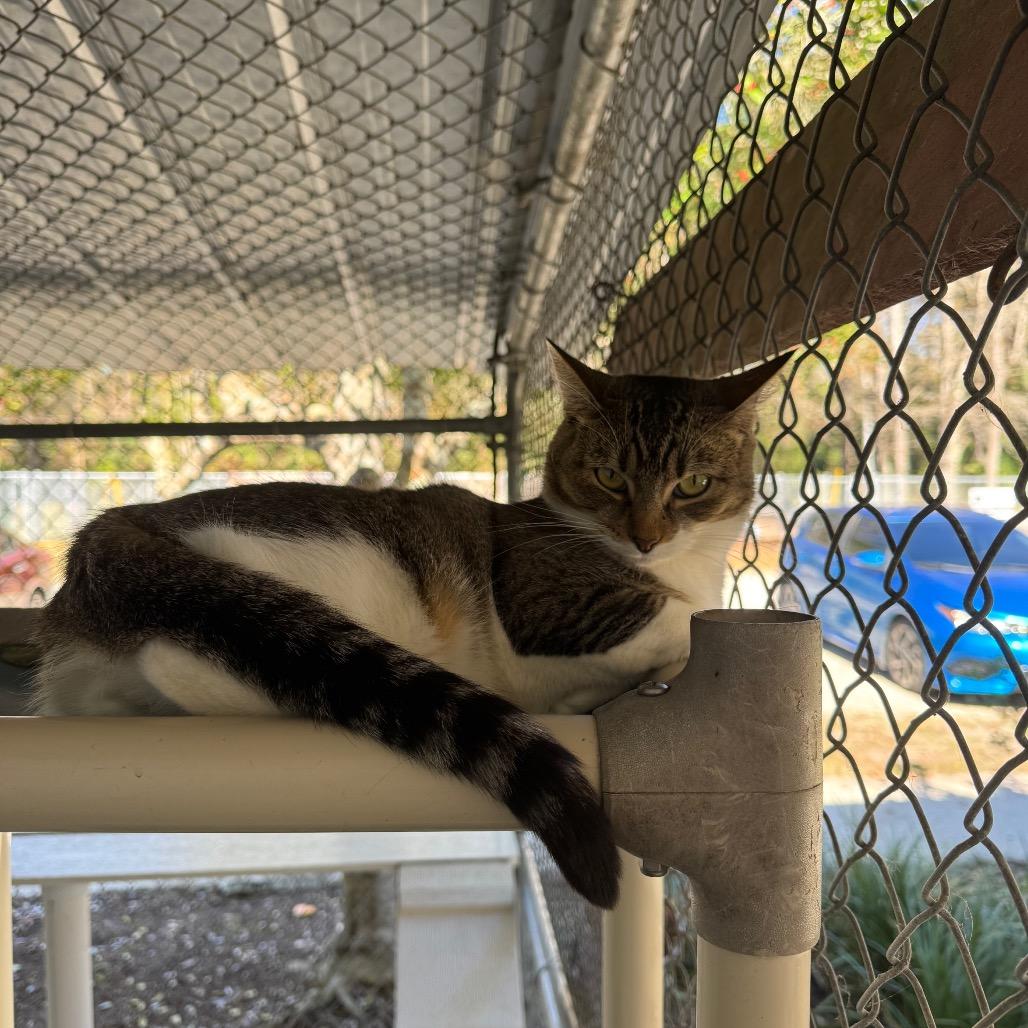 Enlarge Edna 27144, a Adoptable Domestic Short Hair in Middleburg, FL image 2/5