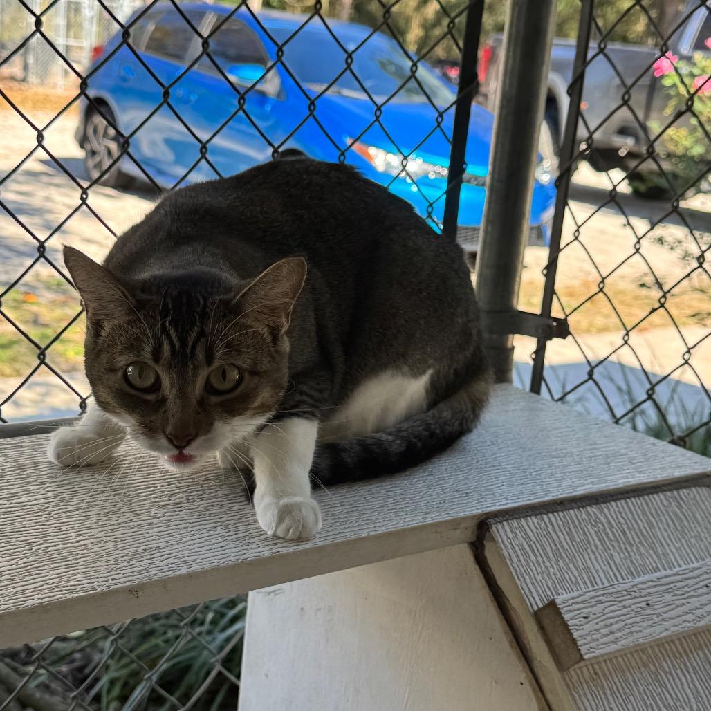 Enlarge Edna 27144, a Adoptable Domestic Short Hair in Middleburg, FL image 3/5