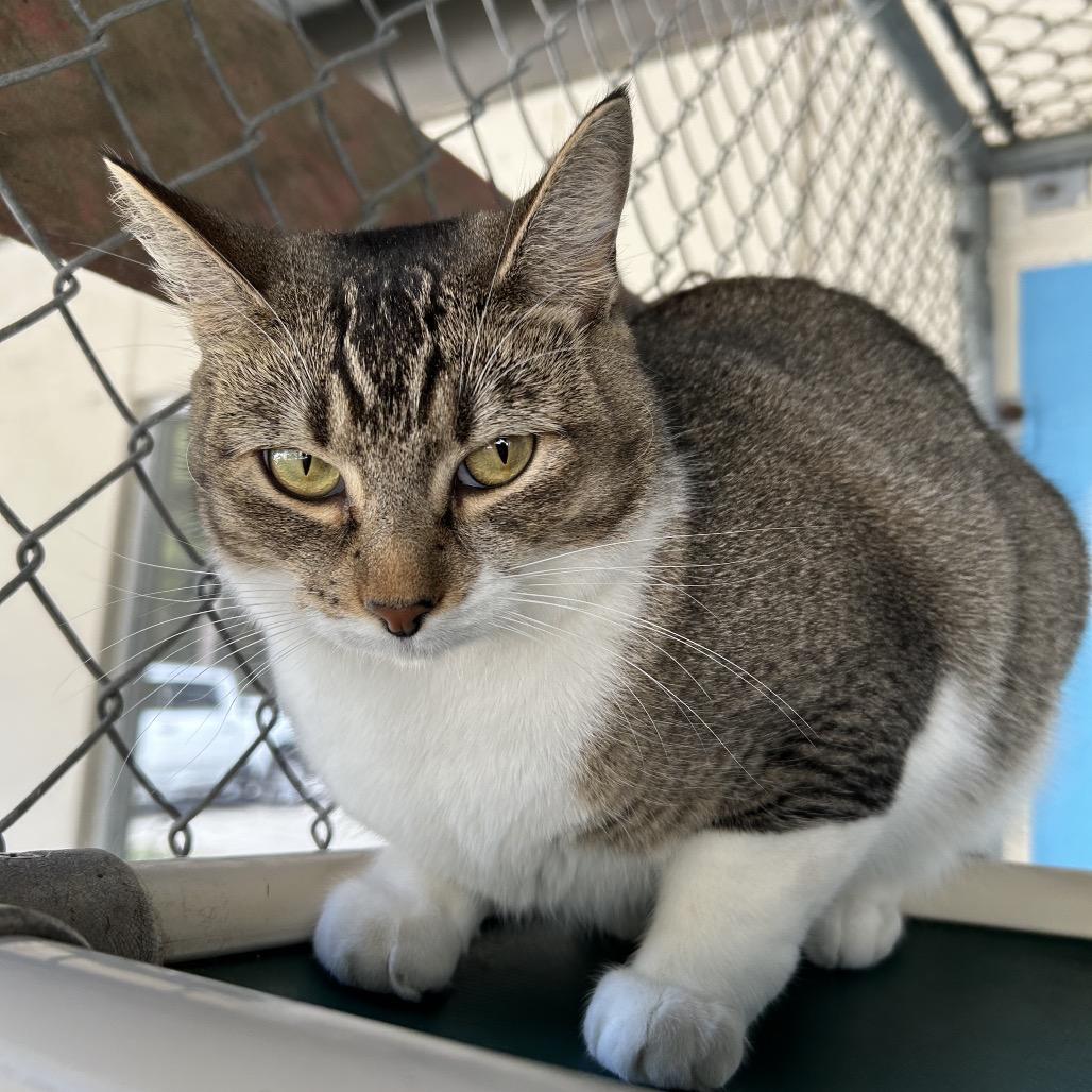 Enlarge Edna 27144, a Adoptable Domestic Short Hair in Middleburg, FL image 4/5