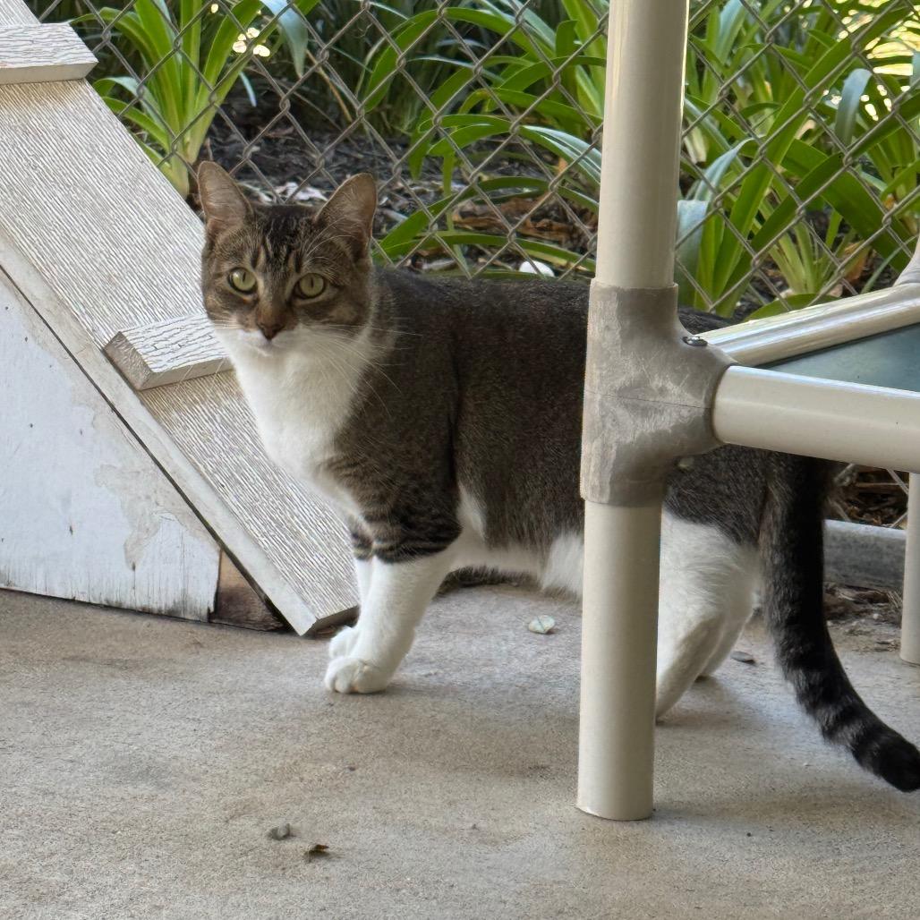 Enlarge Edna 27144, a Adoptable Domestic Short Hair in Middleburg, FL image 5/5