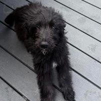 Checkers, adopted, Young Male Labradoodle.