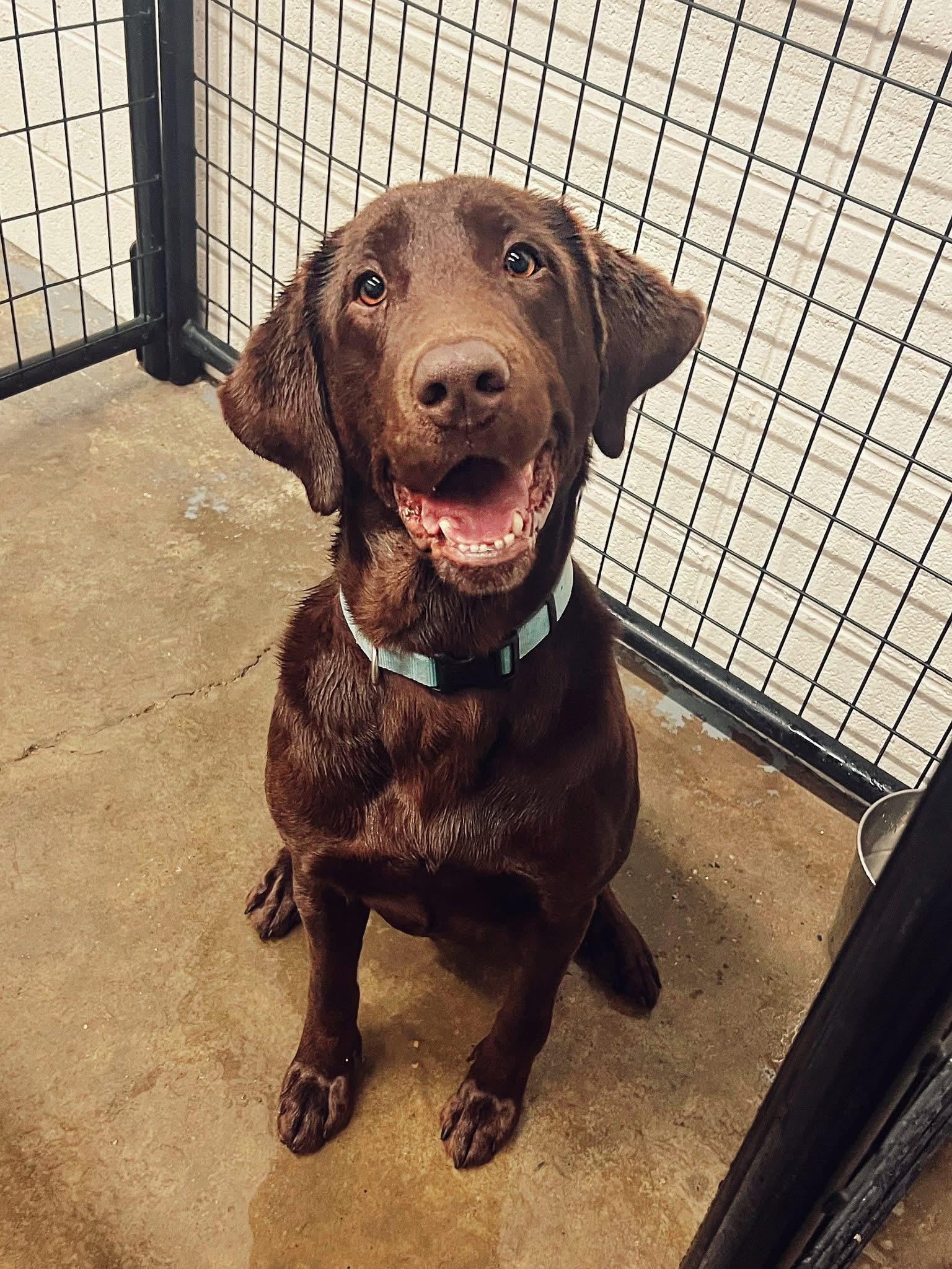 Boss, Adoptable, Adult Male Chocolate Labrador Retriever.