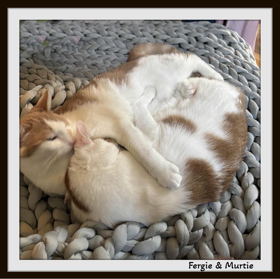 Fergie & Murtie - Pawsitively Purrfect Brothers!, Adoptable, Young Male Domestic Short Hair.