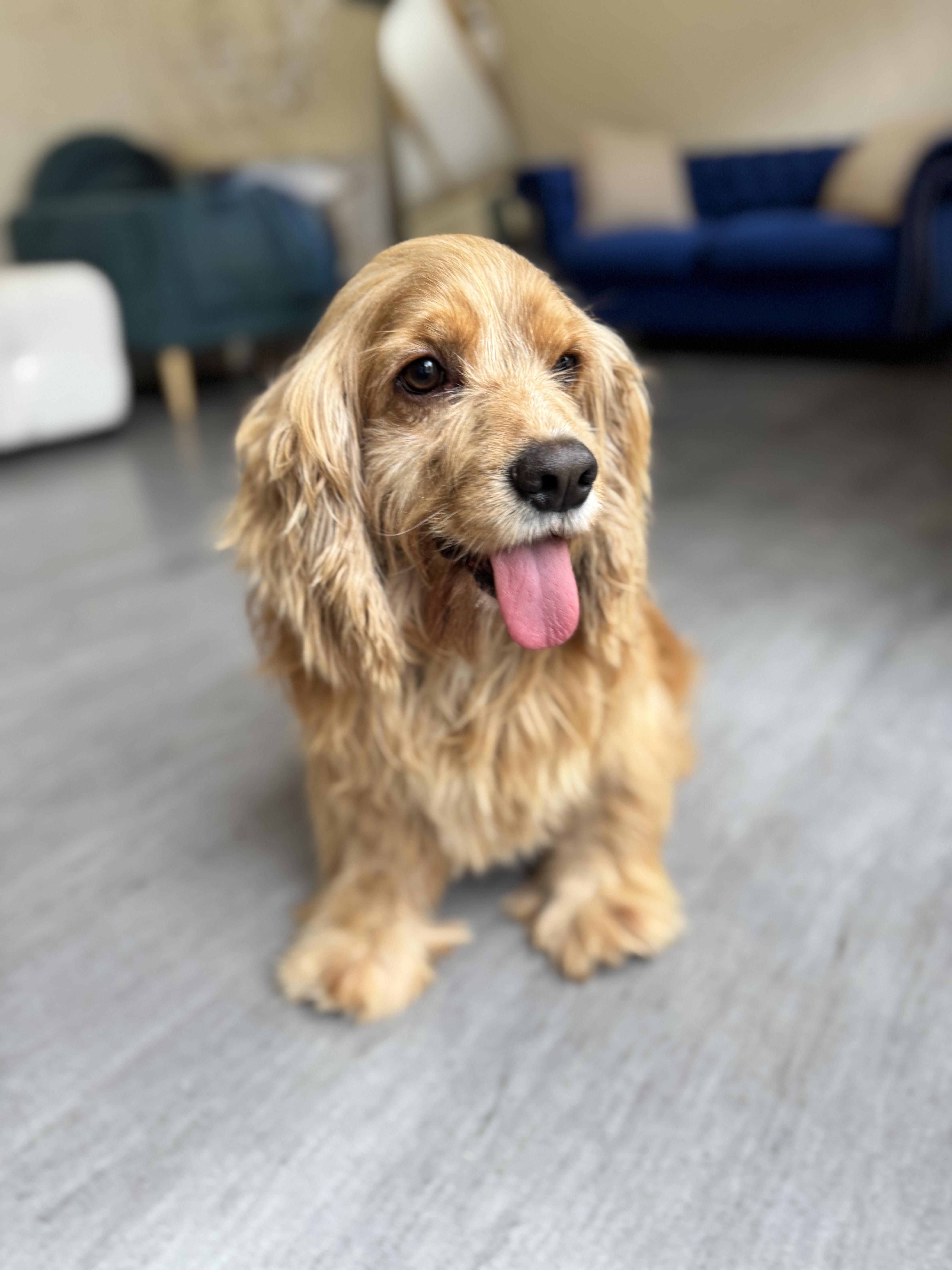 Enlarge Topper, a Adoptable Cocker Spaniel in SYLVANIA, GA image 2/5