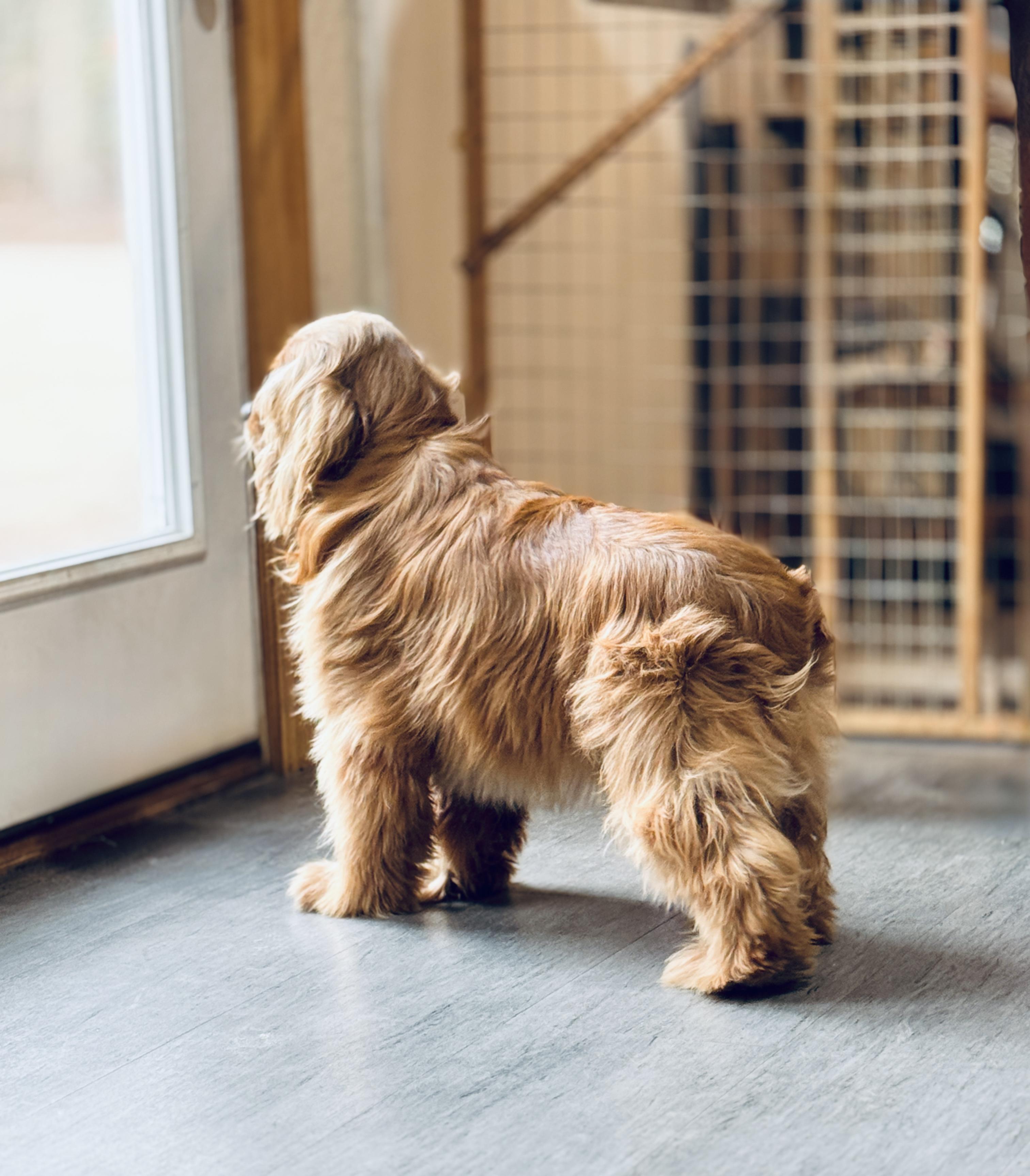 Enlarge Topper, a Adoptable Cocker Spaniel in SYLVANIA, GA image 3/5