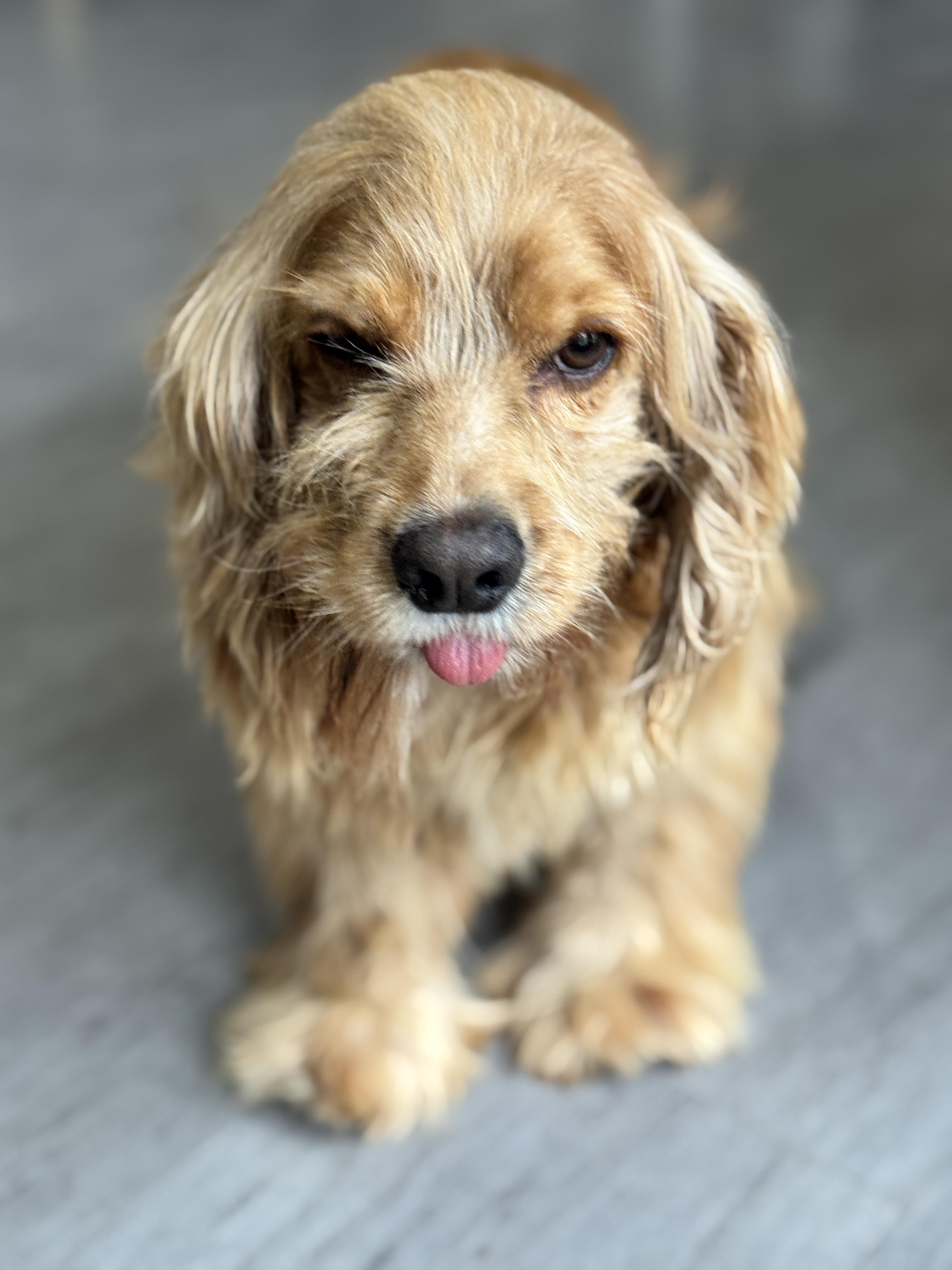 Enlarge Topper, a Adoptable Cocker Spaniel in SYLVANIA, GA image 5/5