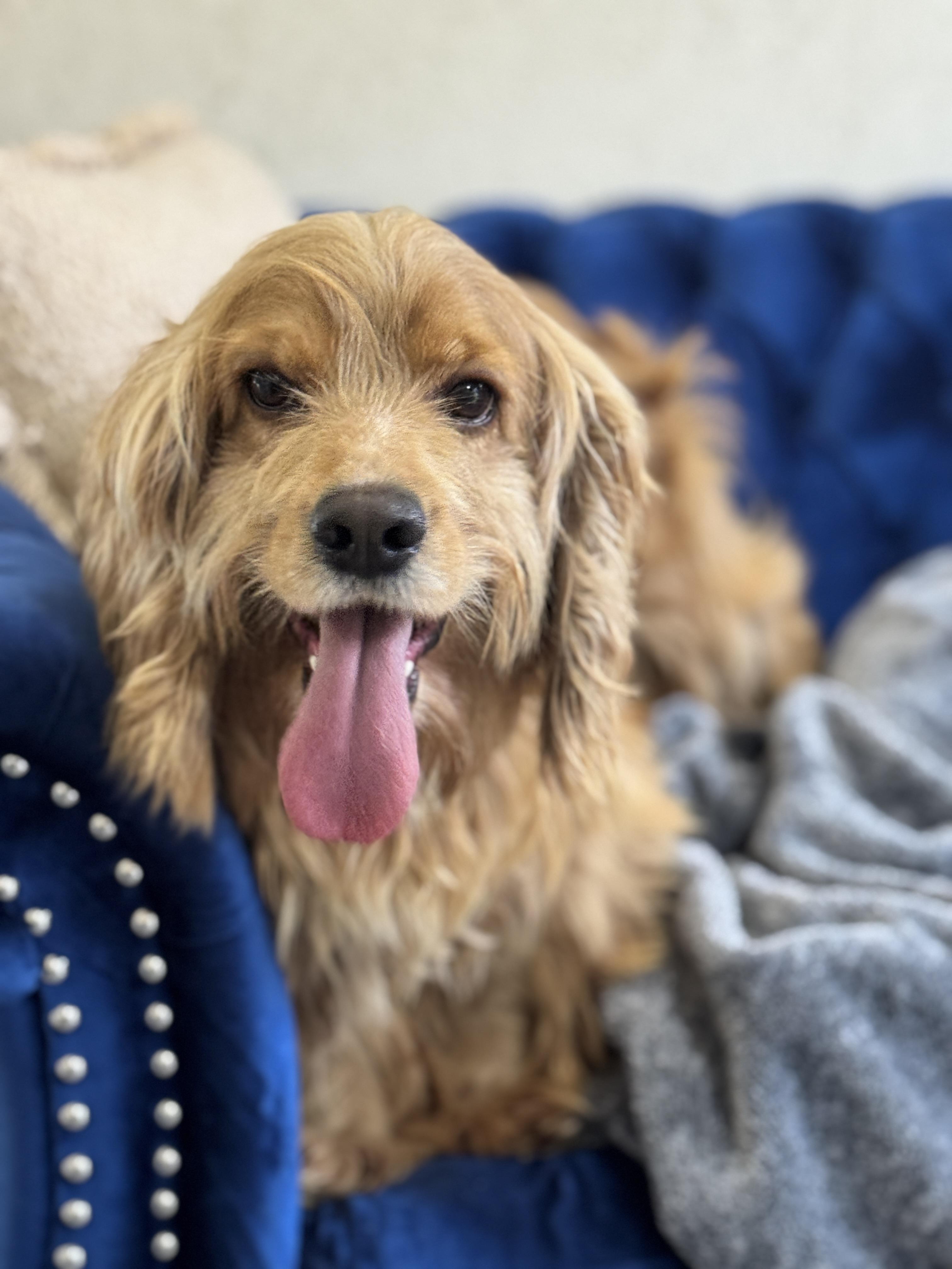 Enlarge Topper, a Adoptable Cocker Spaniel in SYLVANIA, GA image 4/5