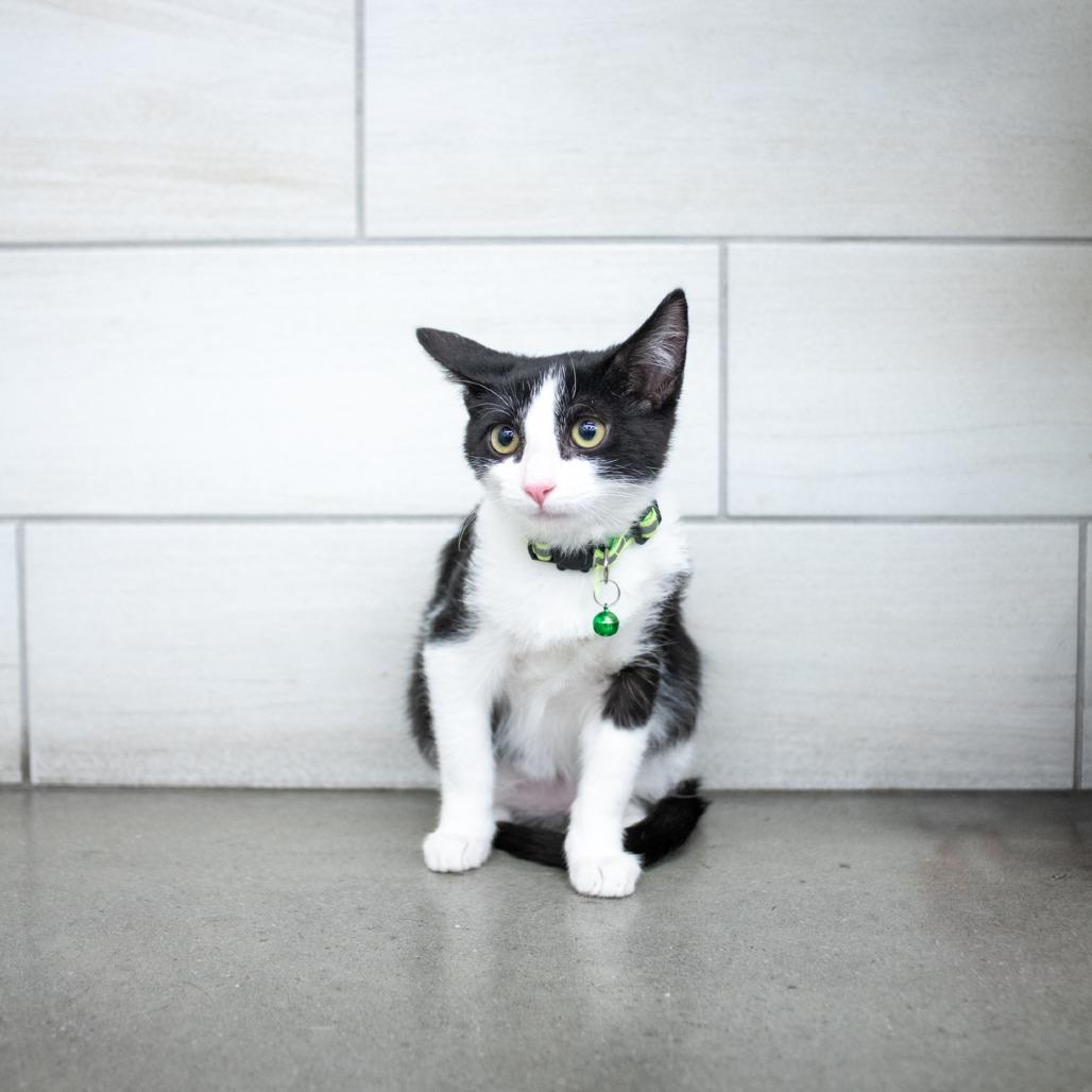 Enlarge Scully, a Adoptable Domestic Short Hair in West Jordan, UT image 1/1
