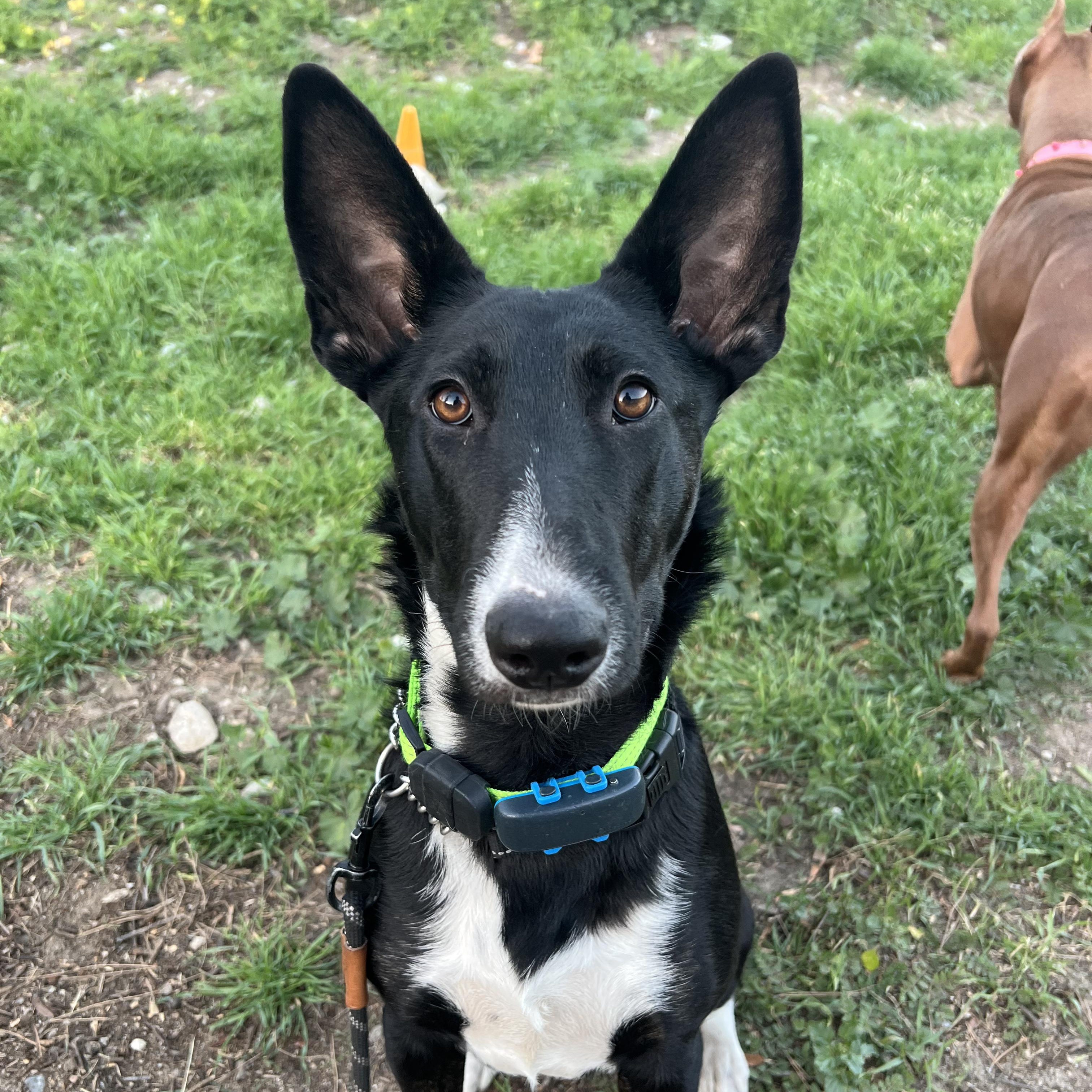 Enlarge Sansa Stark, a ADOPTABLE mixed breed in Whittier, CA image 2/4