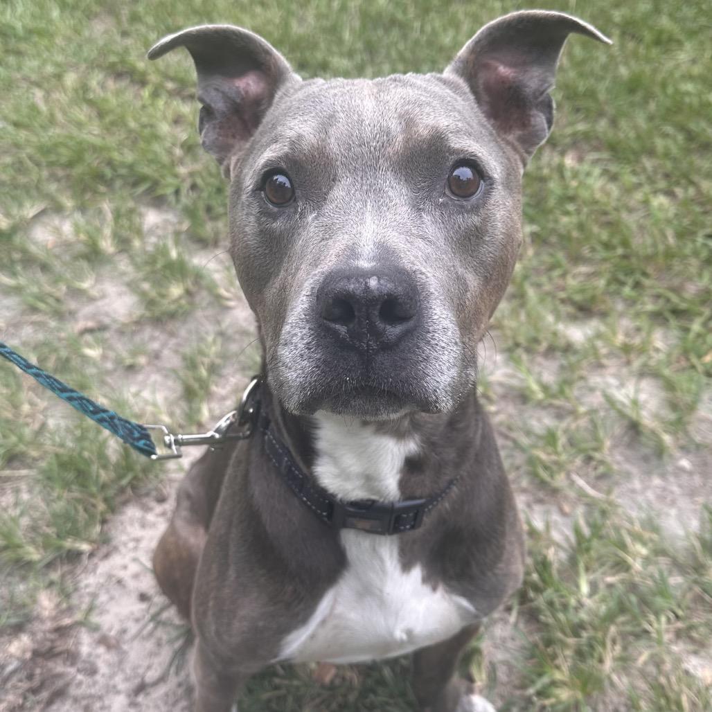 Mr. Darcy, Adoptable, Adult Male Mixed Breed.