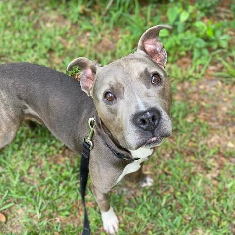 Enlarge Mr. Darcy, a Adoptable Mixed Breed in Jacksonville, FL image 1/1